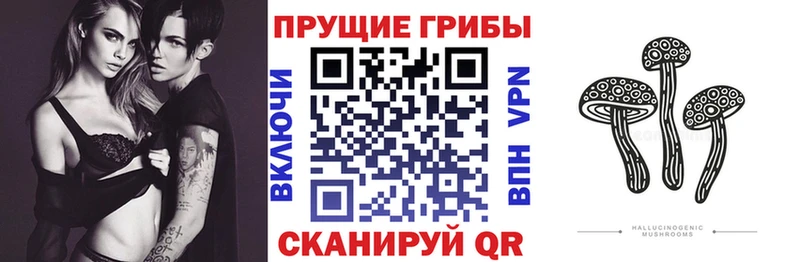 OMG ТОР  Палласовка  Галлюциногенные грибы Psilocybine cubensis 